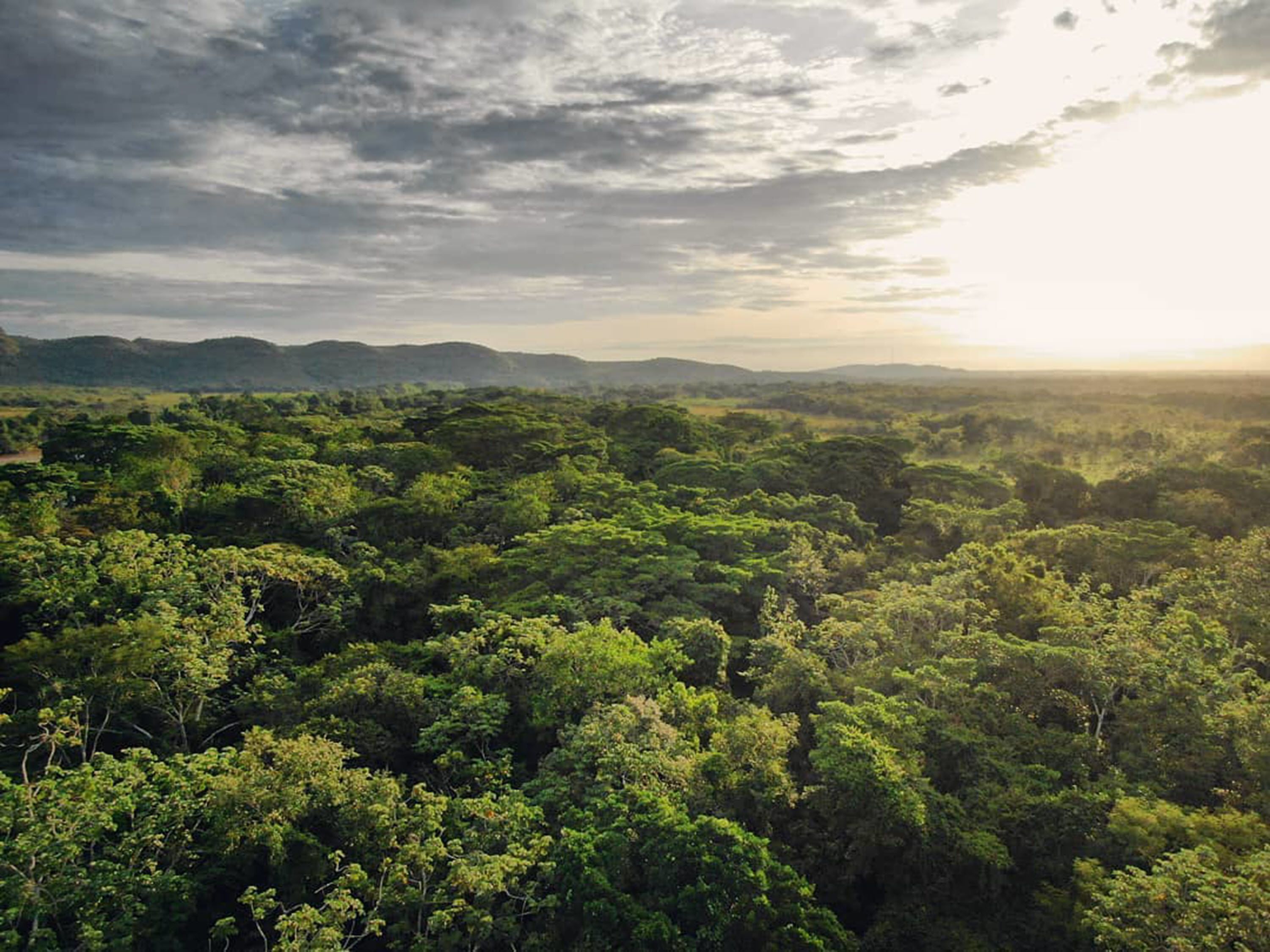 Un paisaje forestal denso con diversidad de árboles y una cadena montañosa distante.