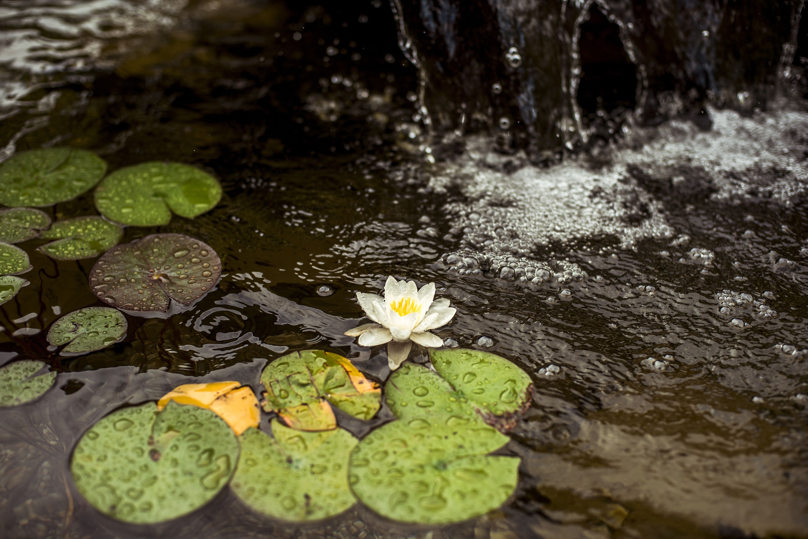 A pond with lily pads and a white water lily.
