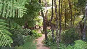 Un sendero arbolado con follaje denso y árboles.