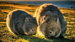 Two quokkas on a grassy field with a mountainous backdrop.