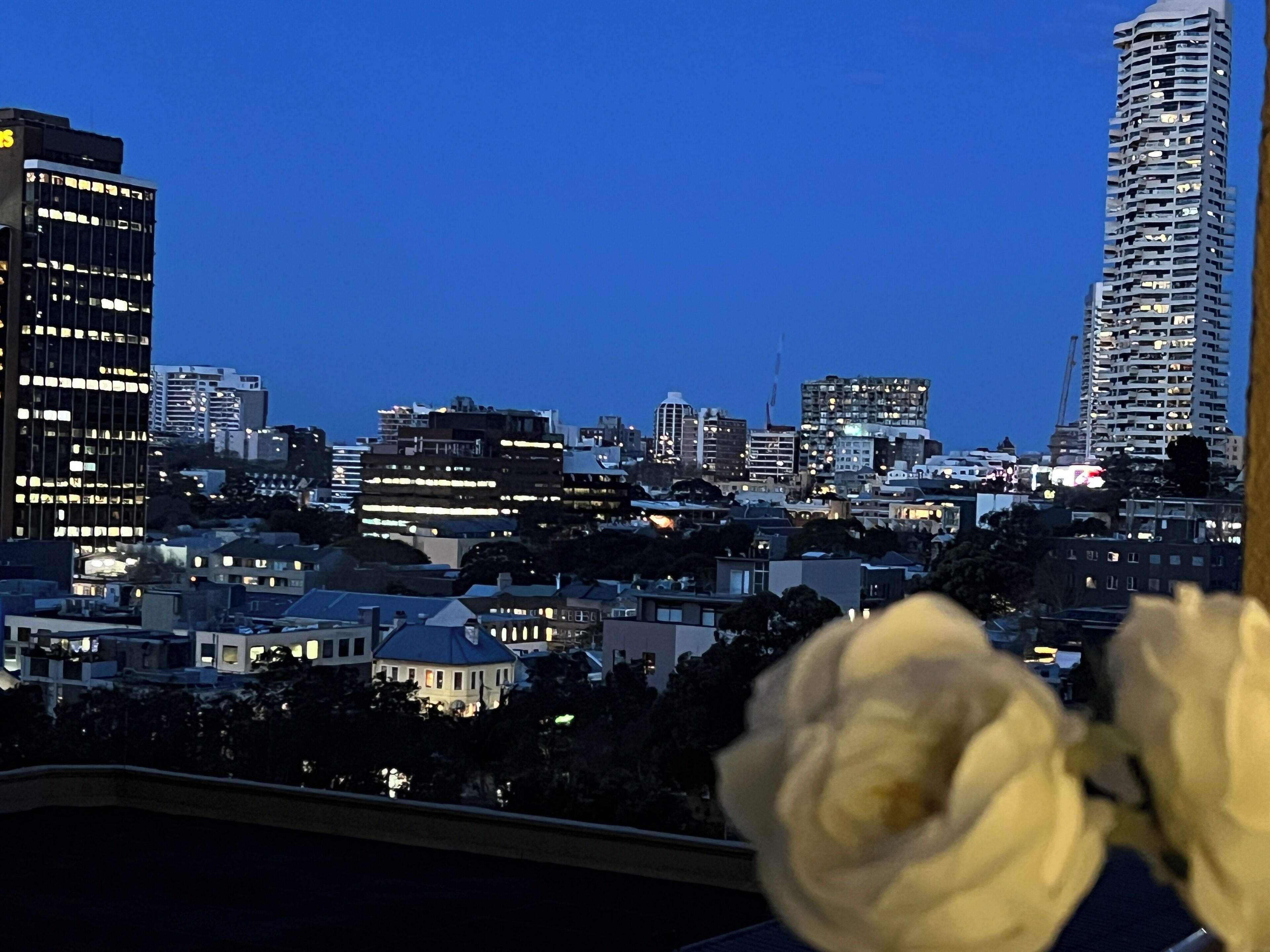 Horizonte urbano ao entardecer, com edifícios iluminados e uma flor em primeiro plano.