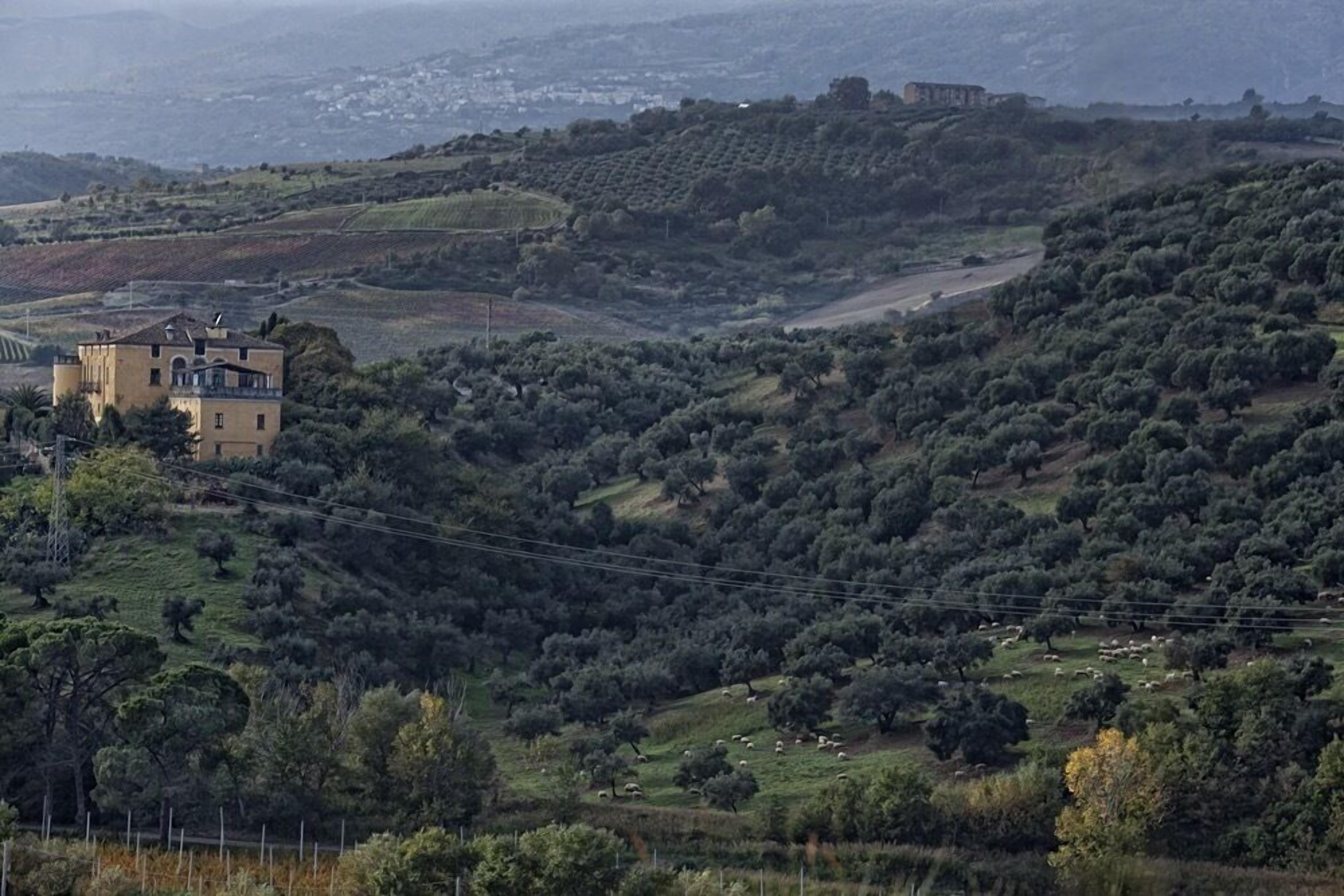 Un paysage rural avec un bâtiment imposant perché sur une colline, entouré d’oliveraies et de quelques moutons épars.