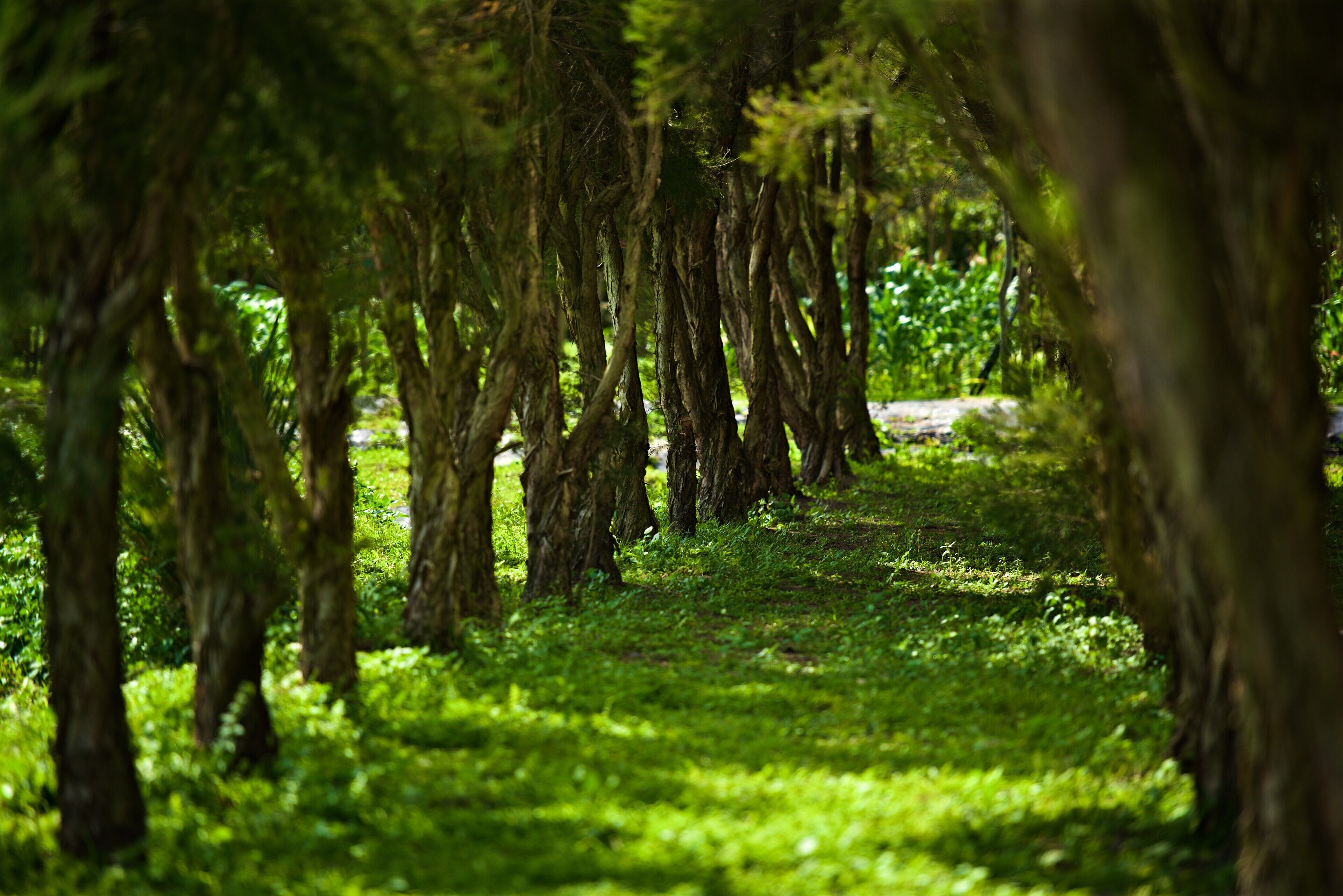 Un sendero bordeado de árboles en un parque.