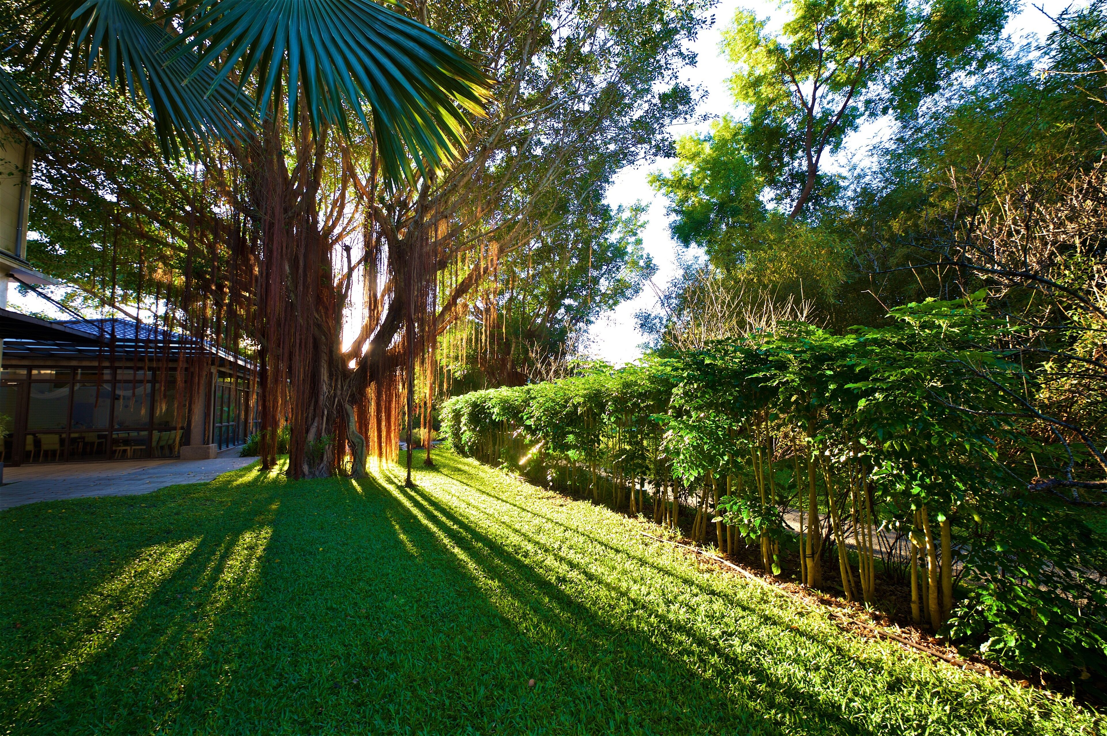 A well-maintained garden with a large tree, neatly trimmed hedges, and a building in the background.