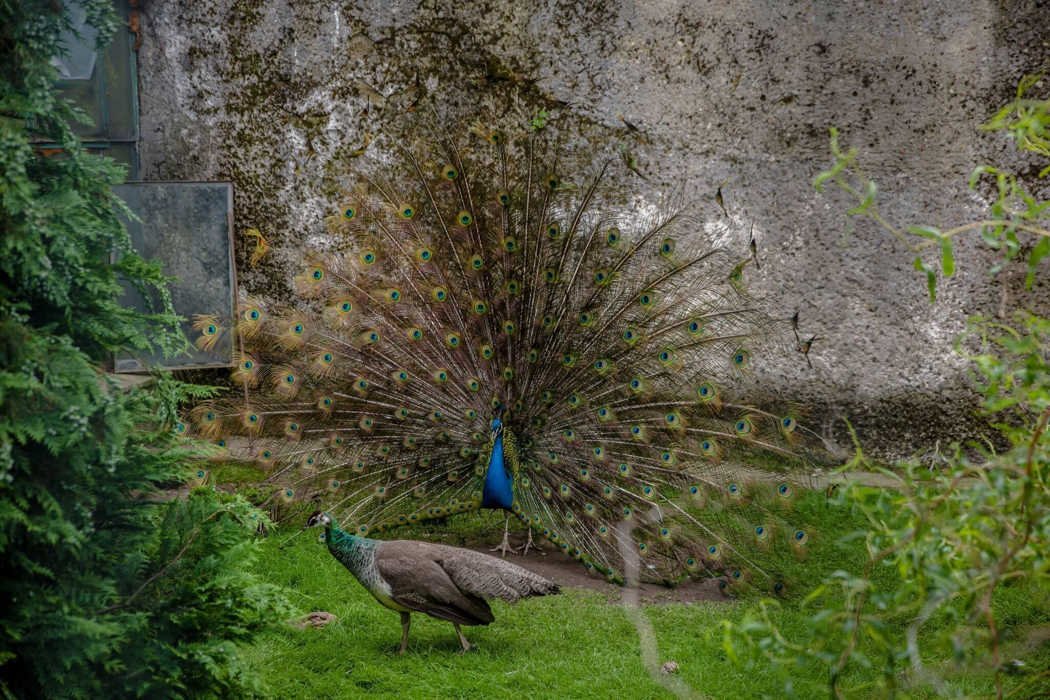 Un pavo real con la cola abierta mostrando patrones oculares vibrantes, posado sobre césped con un muro de concreto al fondo.