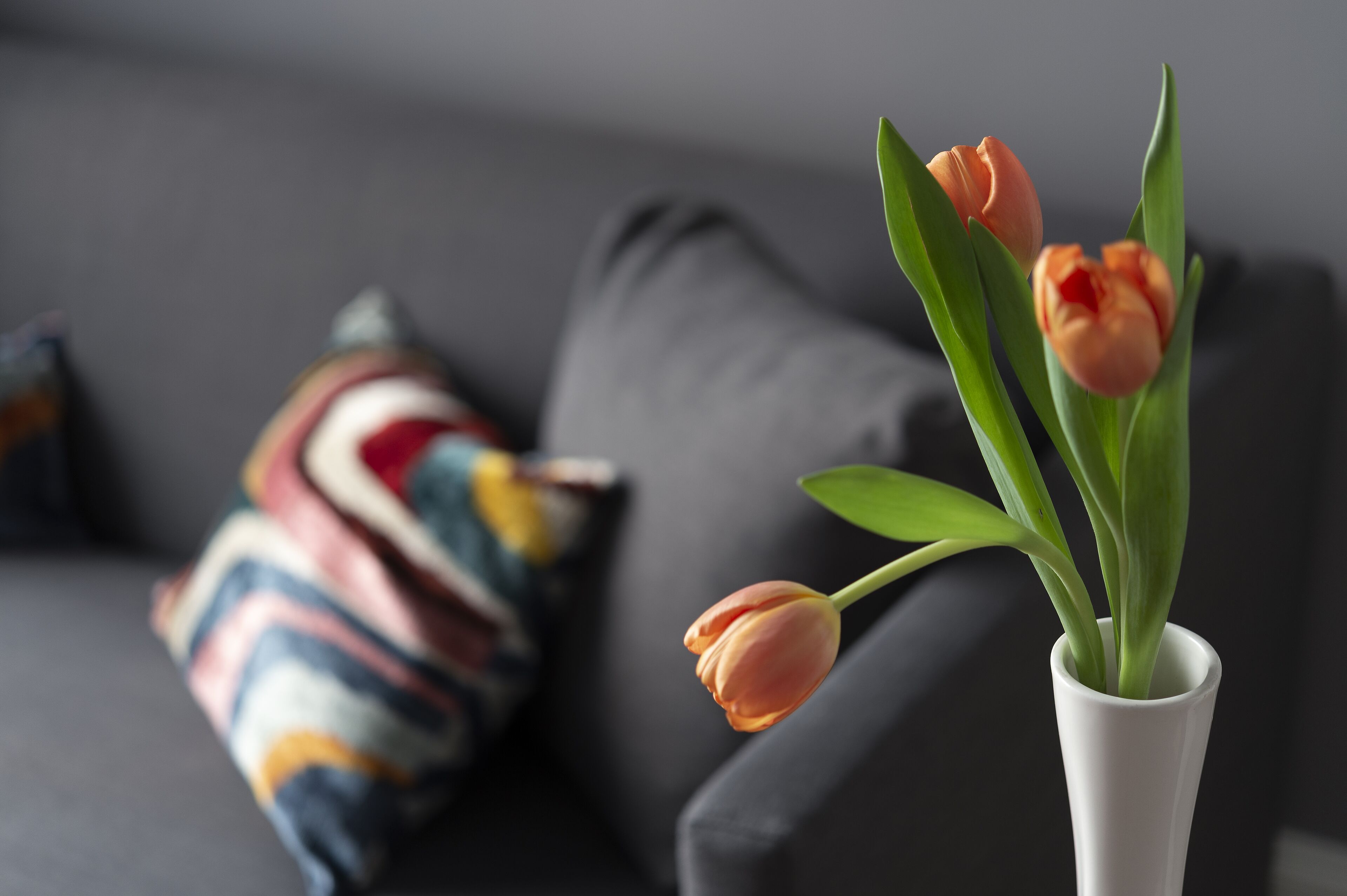 Foto - Butterfly Verona