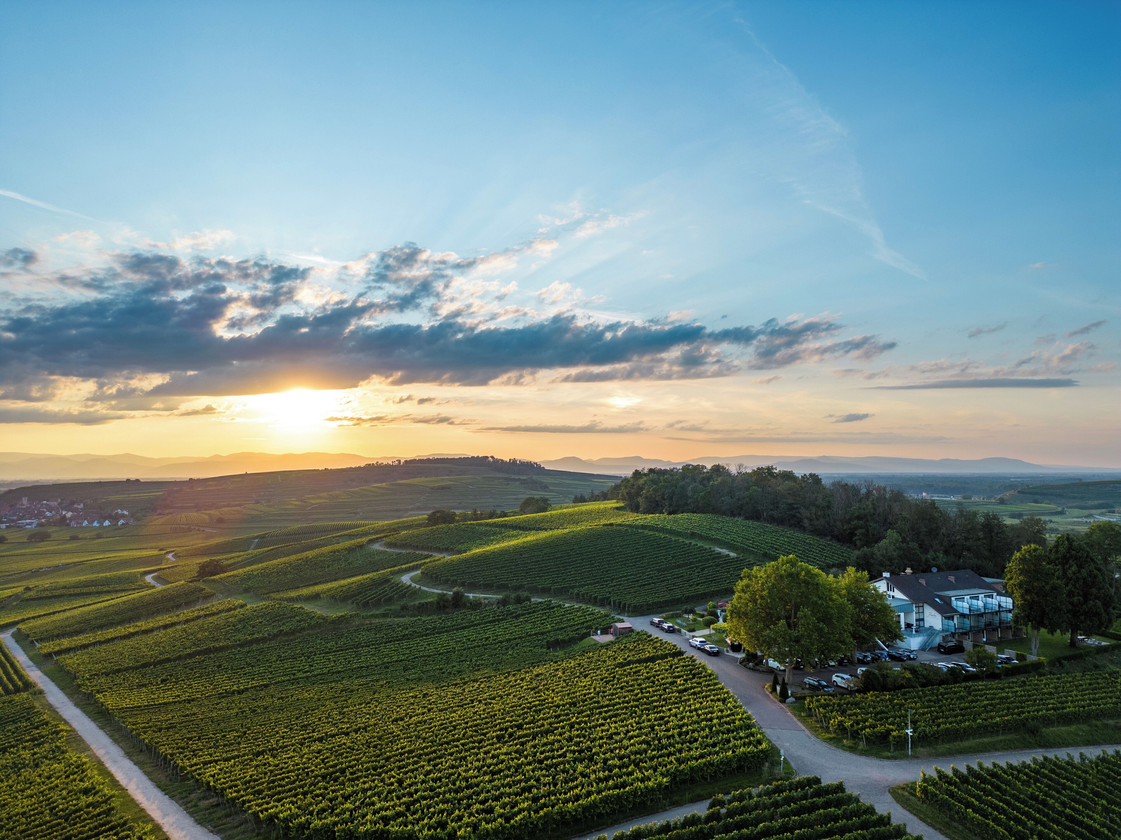 A vineyard with rows of grapevines, a winding path, and a building with a large glass facade.
