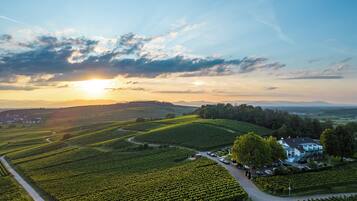 A vineyard with rows of grapevines, a winding path, and a building with a large glass facade.