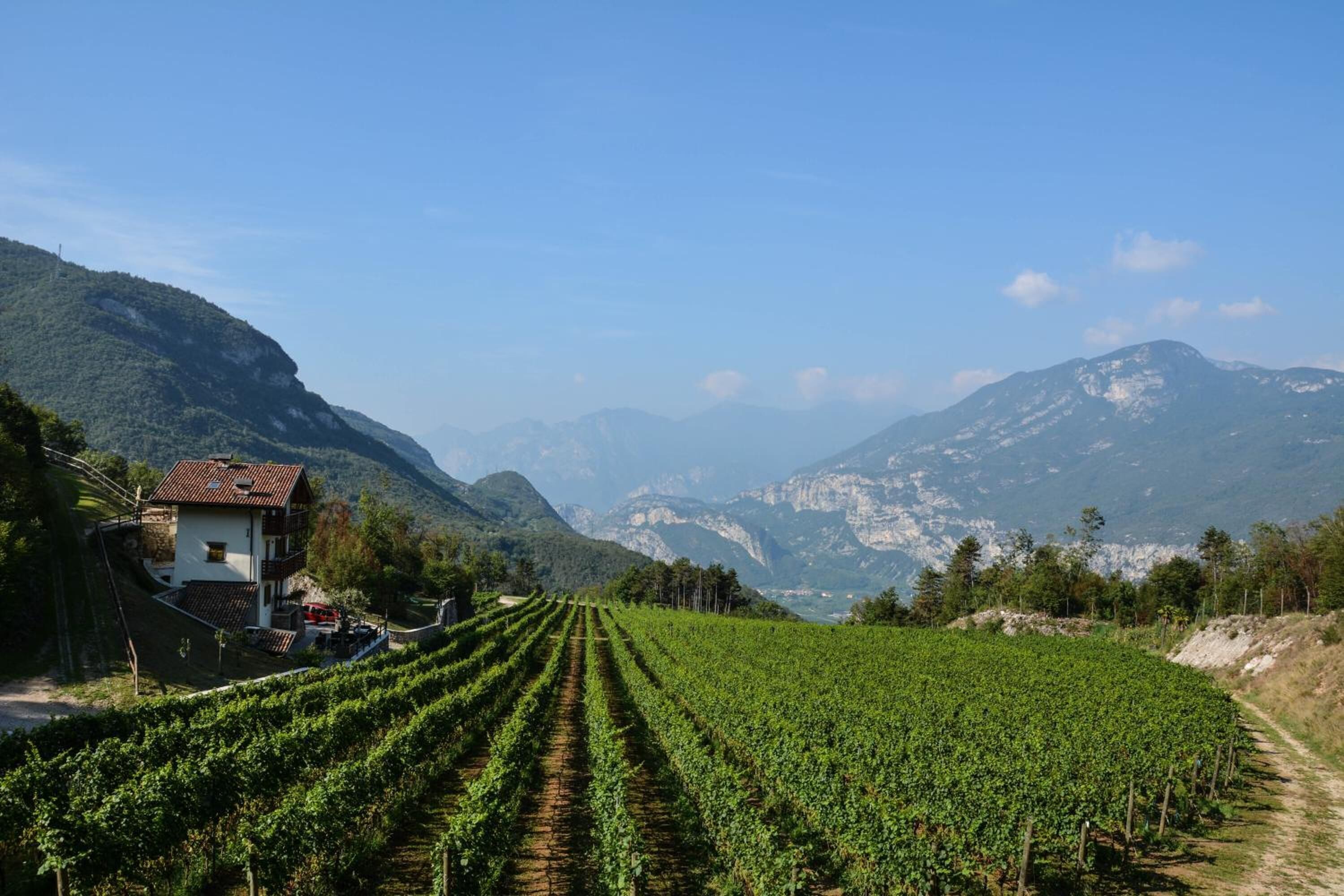 A vineyard with rows of grapevines, a house with a red roof, and mountains in the background.
