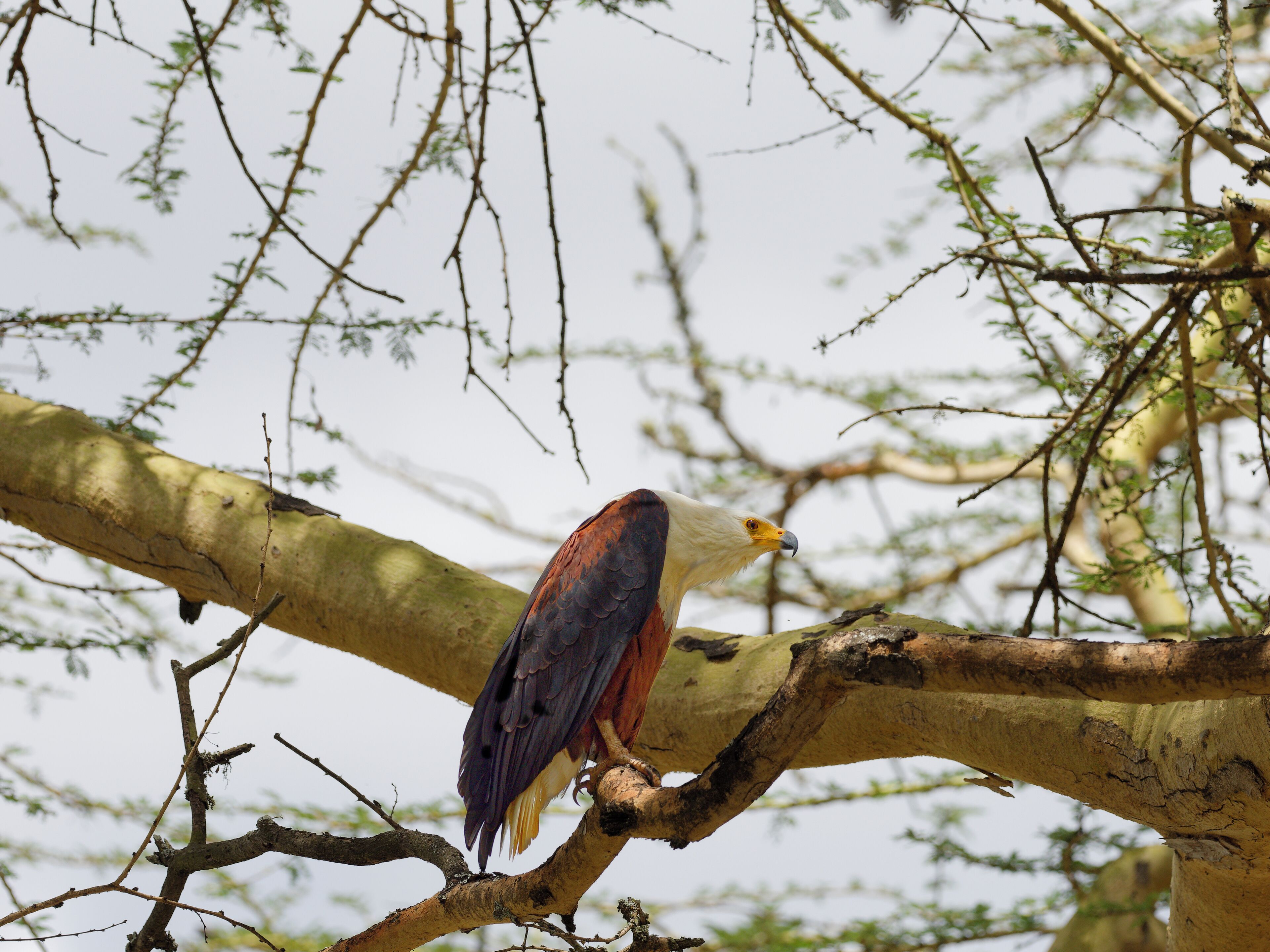 Un pájaro posado en una rama de árbol.