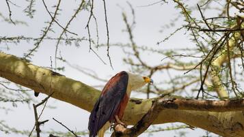Un pájaro posado en una rama de árbol.
