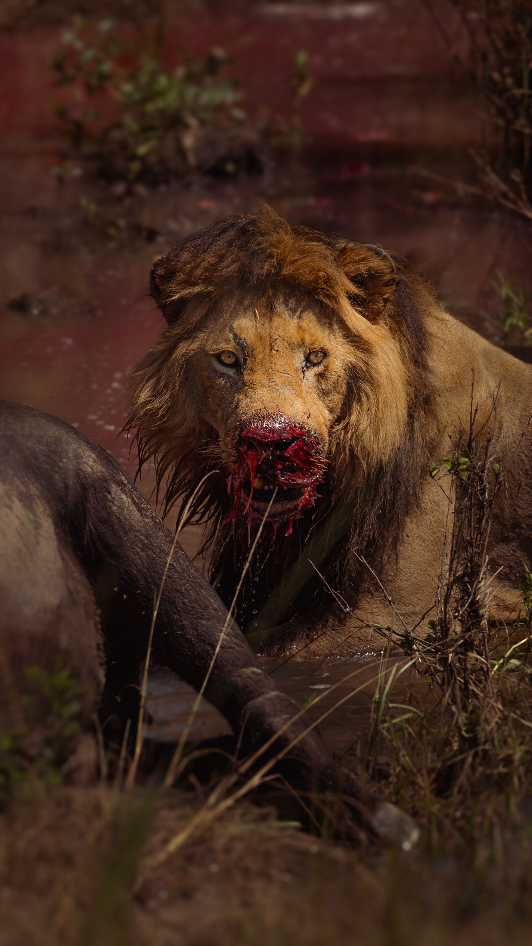 Un león con la boca ensangrentada tendido en el suelo.