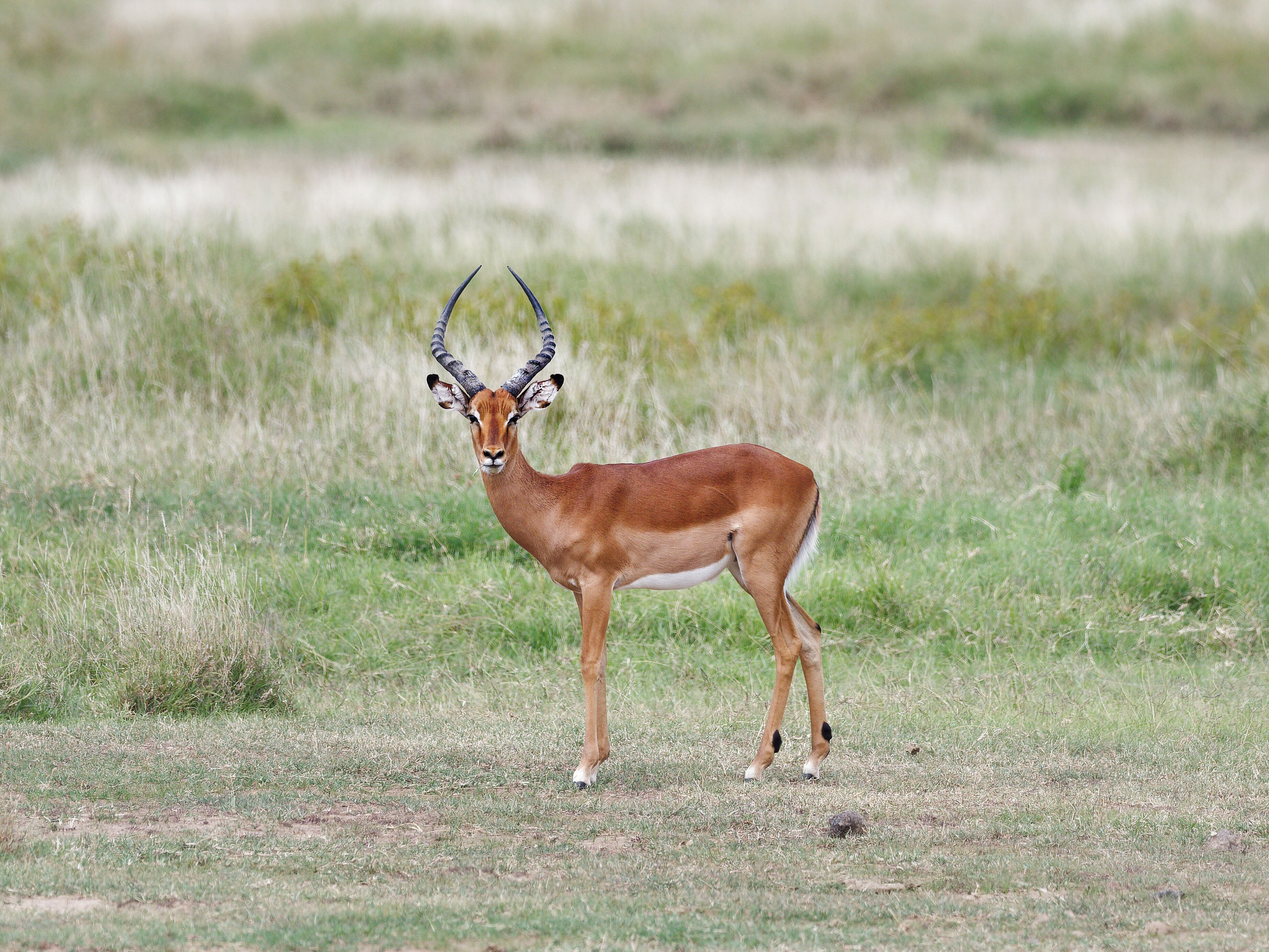 A gazelle standing in a grassy field.
