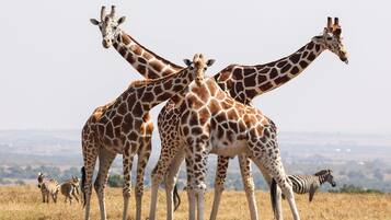 A group of giraffes and zebras in a natural landscape.
