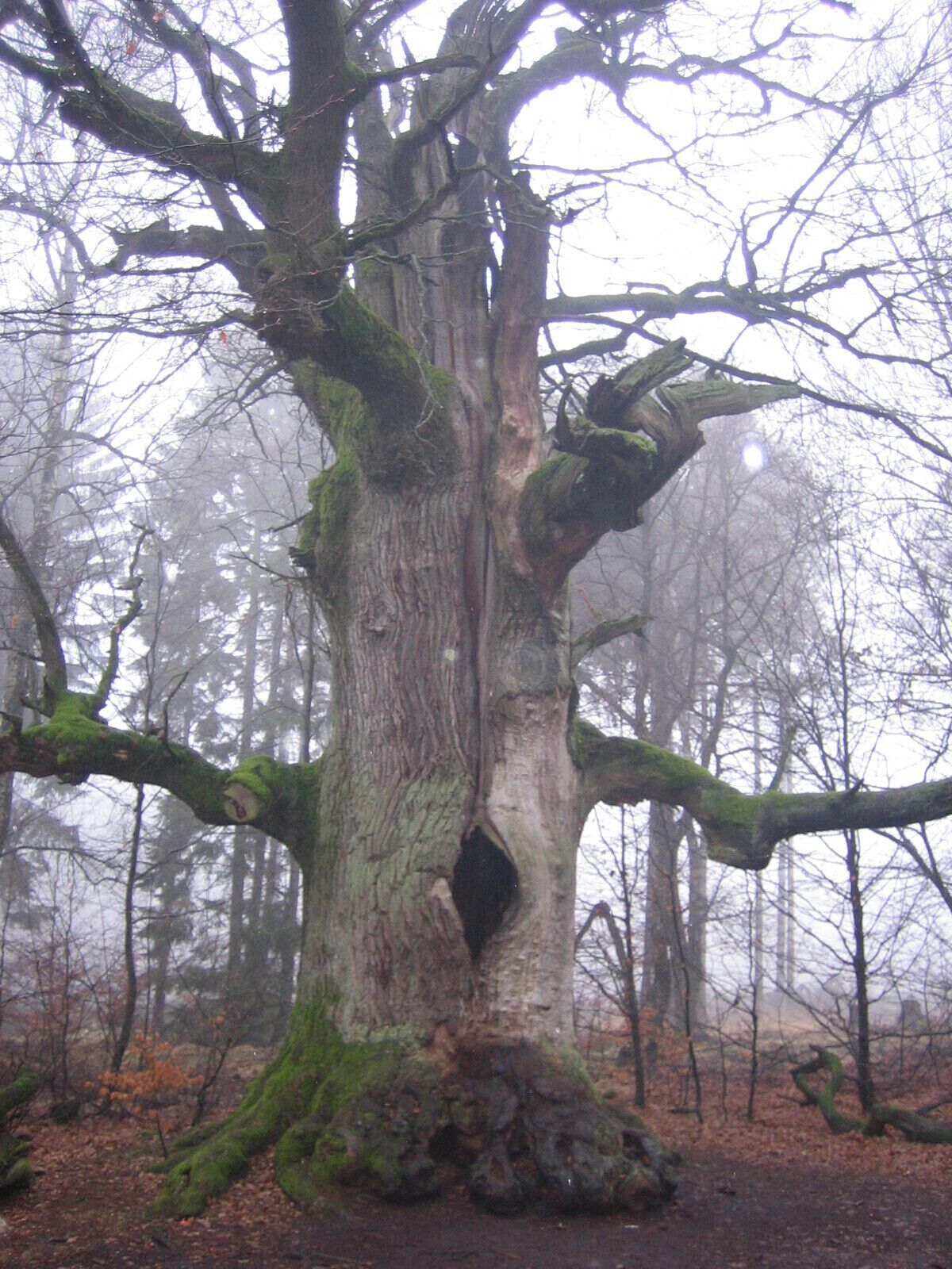 Ein großer Baum mit einer Höhlung im Stamm, umgeben von einem Wald.