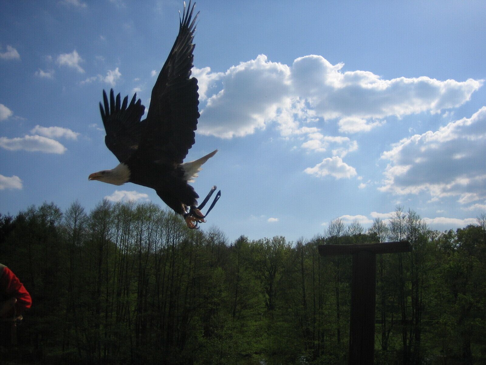 A bald eagle in flight with a forested background and a clear sky.