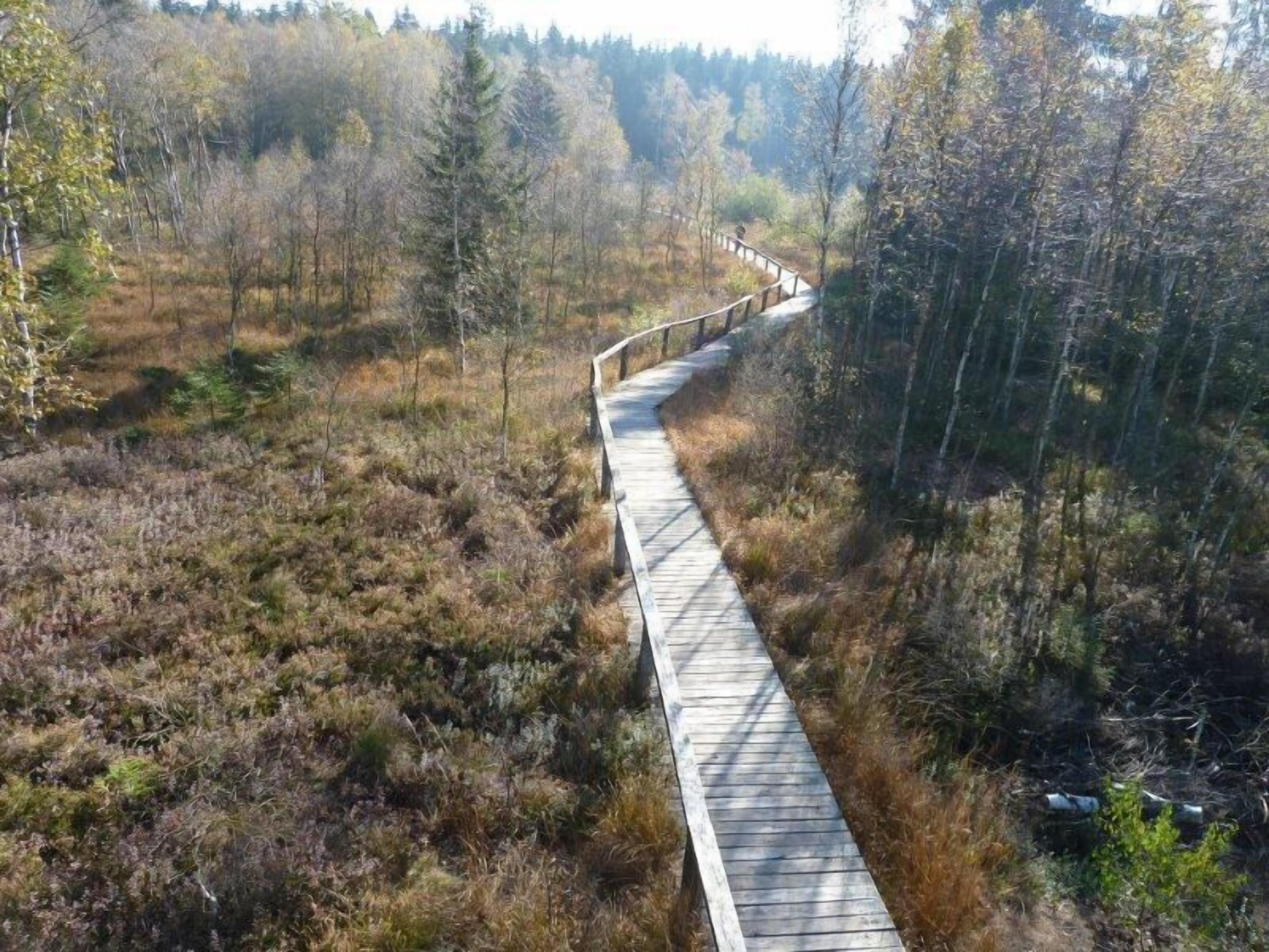 A wooden boardwalk through a forested area.