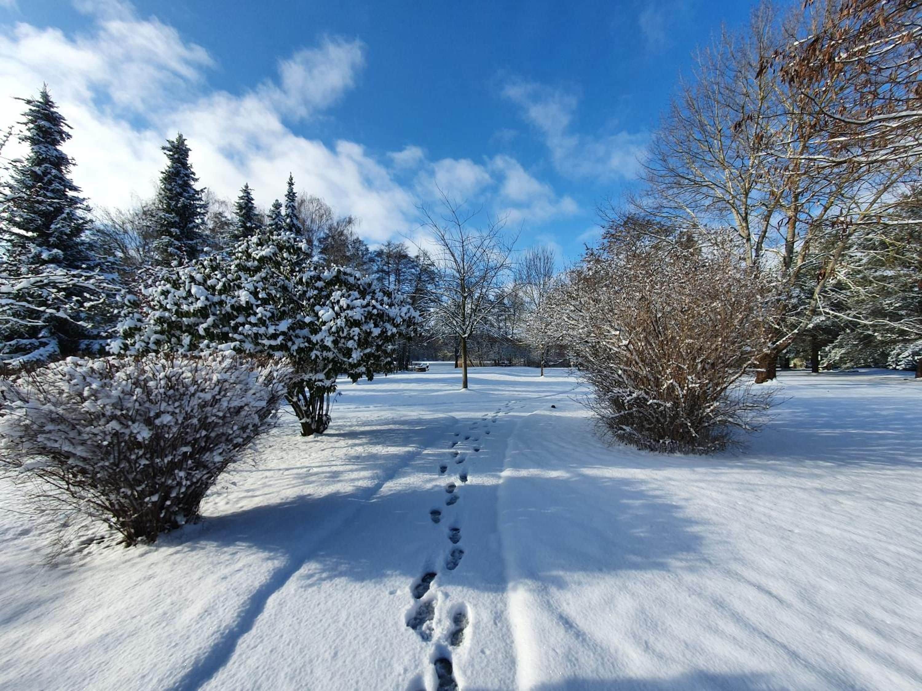Ein verschneiter Weg in einem Park, gesäumt von Bäumen und Büschen.