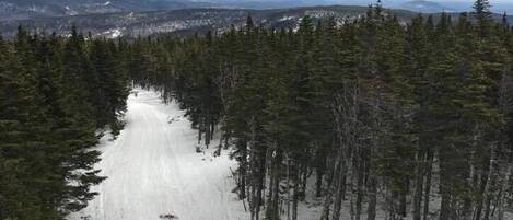 Un vehículo para nieve circulando por un sendero nevado, rodeado de frondosos árboles de hoja perenne.