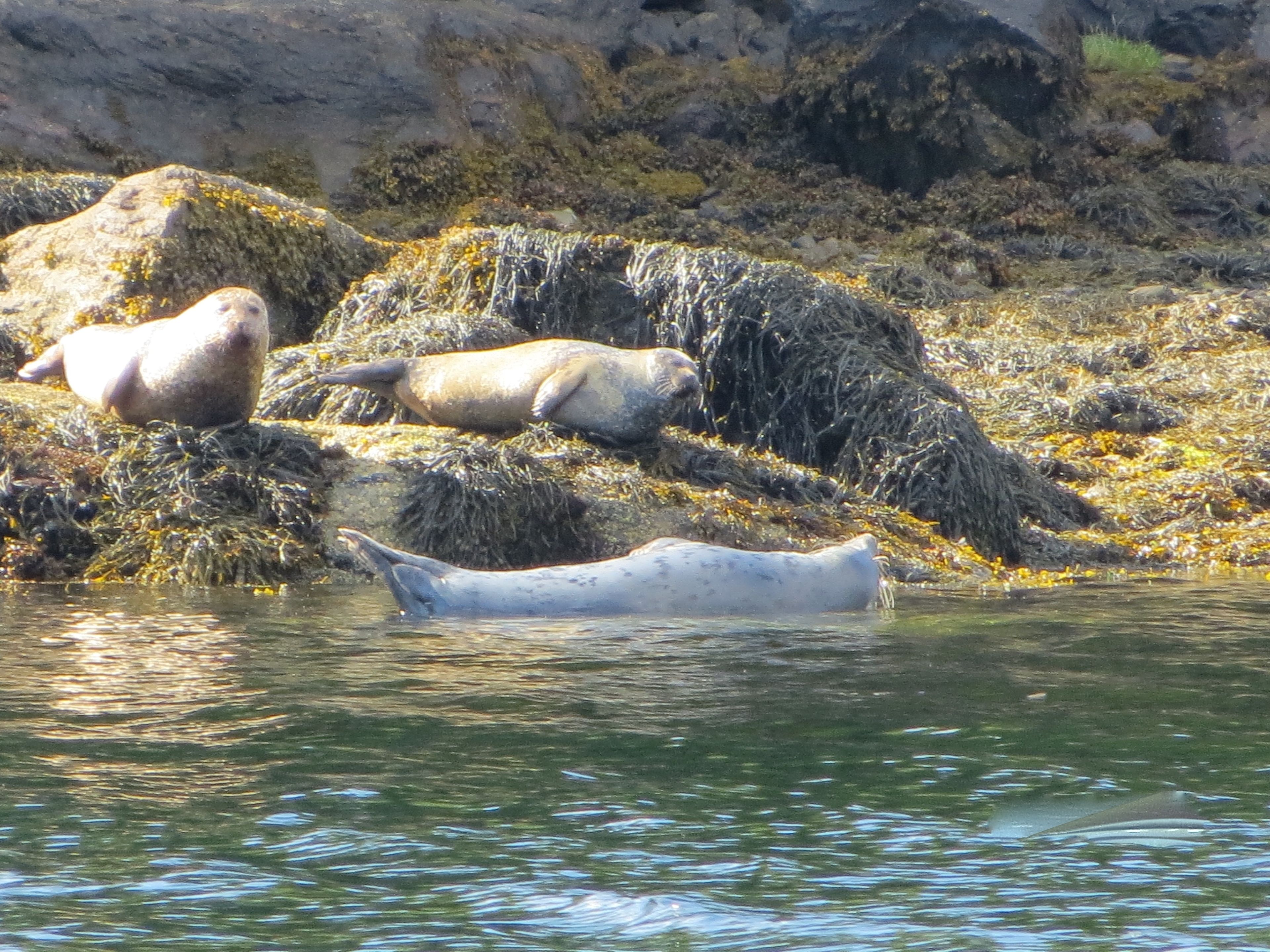 Een zeehond rust op rotsen aan het water.