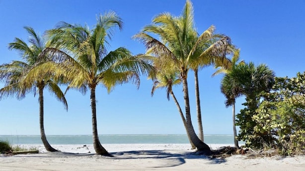 A beach with three palm trees and a clear view of the ocean. - The Little Oasis Beach House (Captiva)