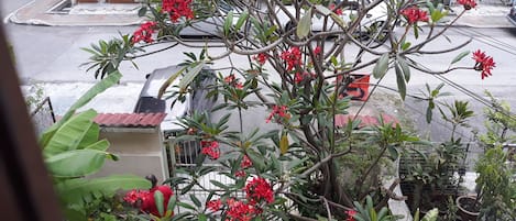 Camera singola | Vista giardino