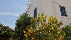 Un bâtiment blanc avec des volets bleus et un arbre aux fruits oranges devant.