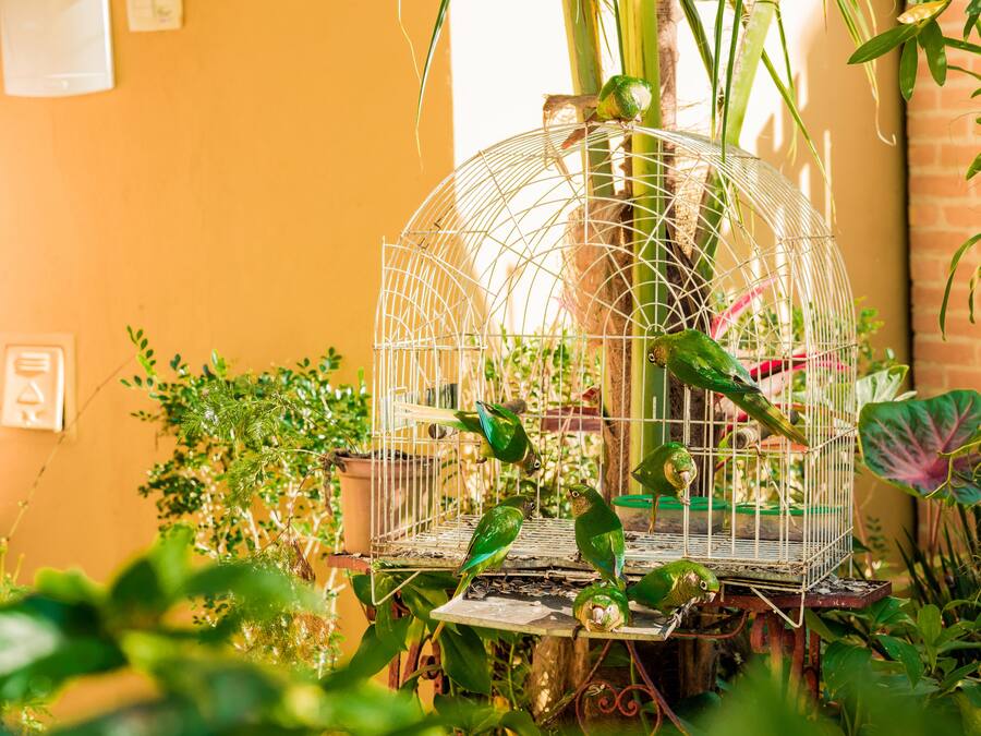 Una jaula para pájaros con varias aves adentro, rodeada de diversas plantas.