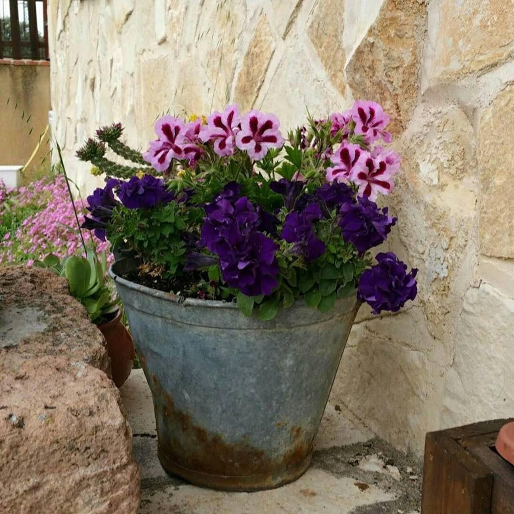 A potted plant with purple and pink flowers against a stone wall.