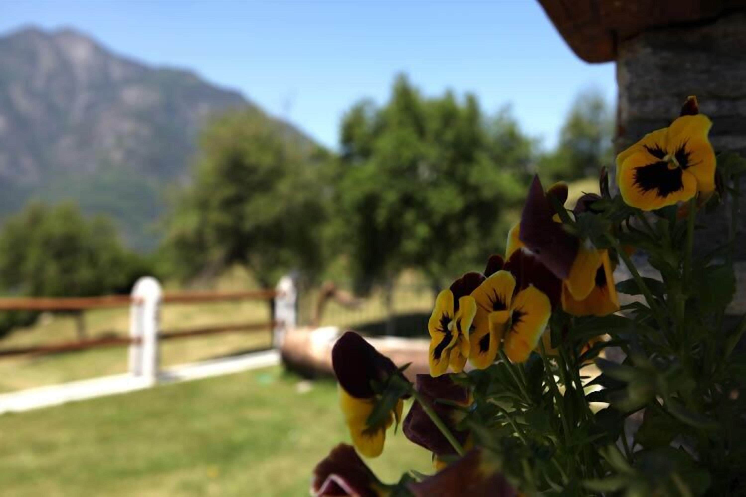 A garden with yellow and purple pansies in the foreground, a stone wall, and a mountain in the background.