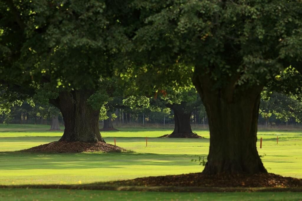 Un parcours de golf avec de grands arbres et un terrain verdoyant bien entretenu.