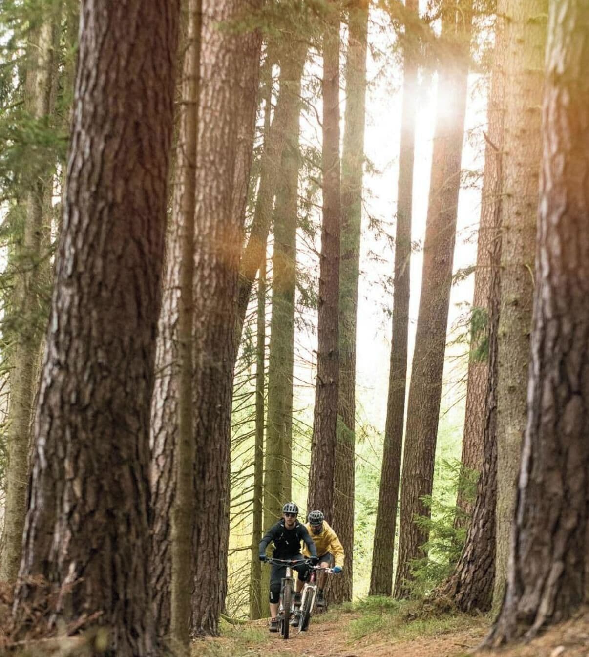 Two cyclists on a forest trail surrounded by tall trees.