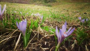 Un champ où l’on voit, au premier plan, des crocus violets, et, au second plan, une maison avec un toit en pente.