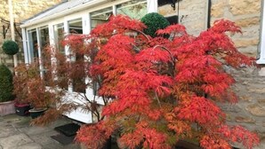 A potted Japanese maple tree with vibrant red leaves in a courtyard. - Stilworth House (York)