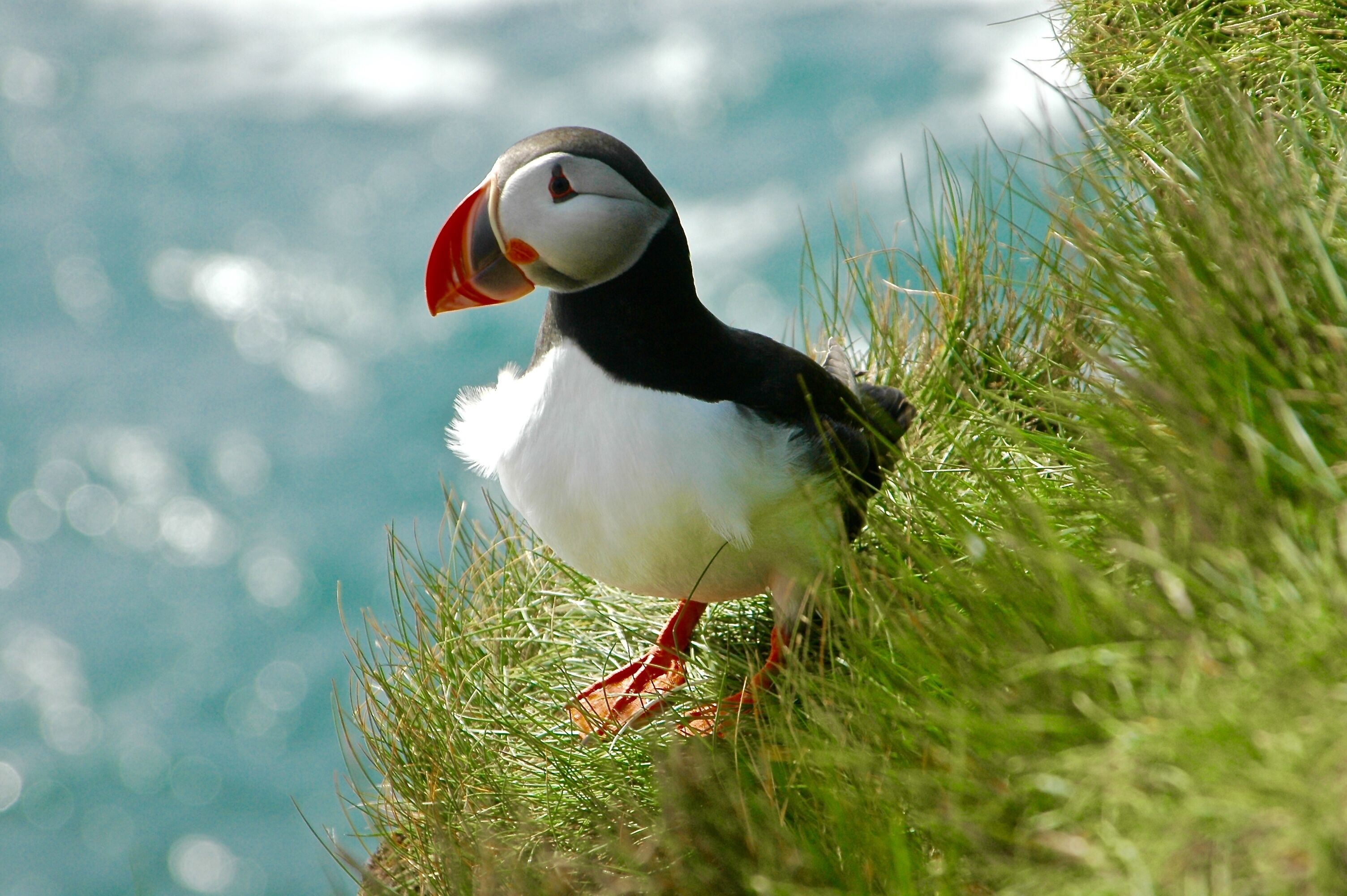 A puffin standing on grass with a blurred background of water.