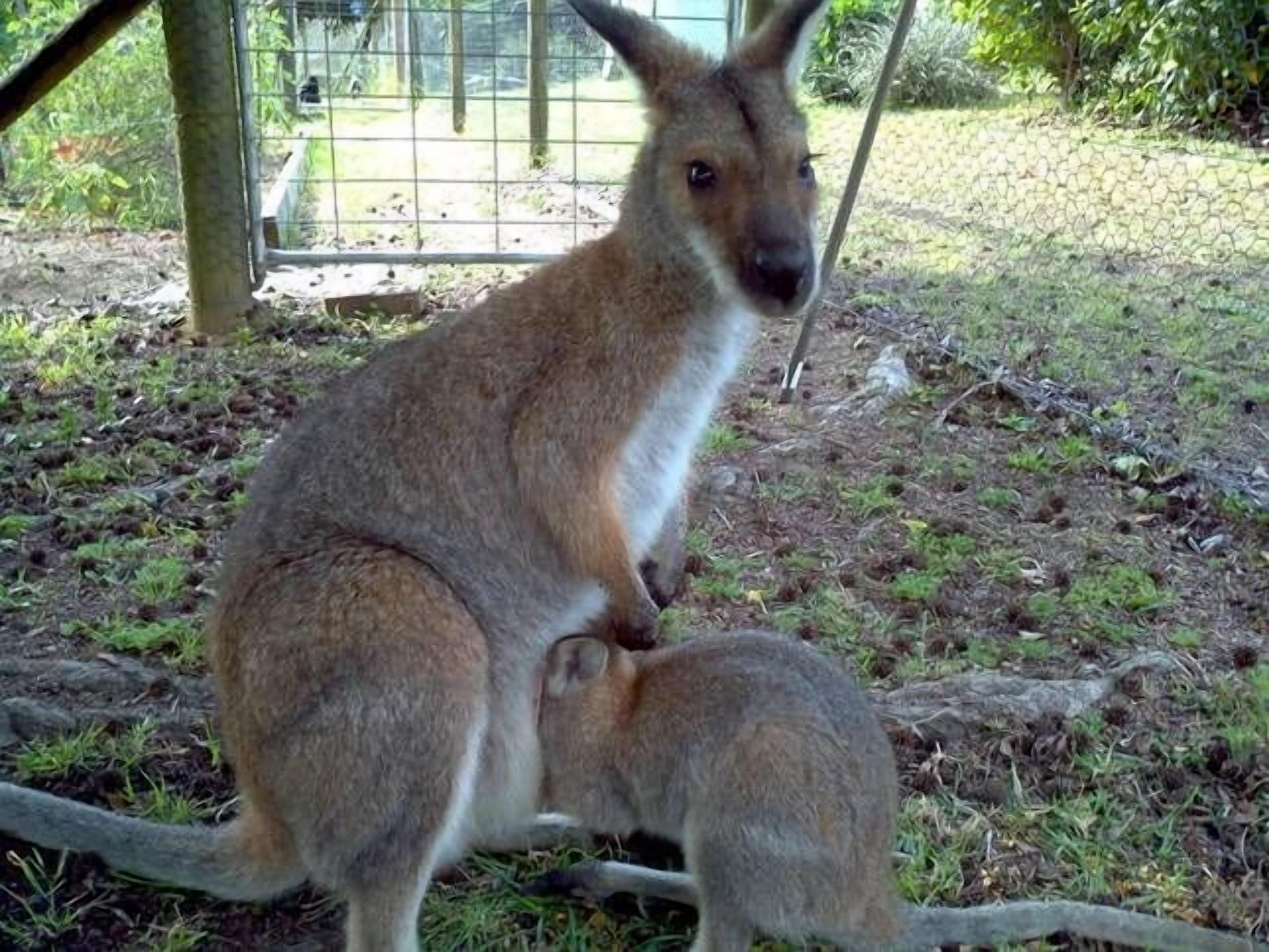 "Blue Hills Cottage"