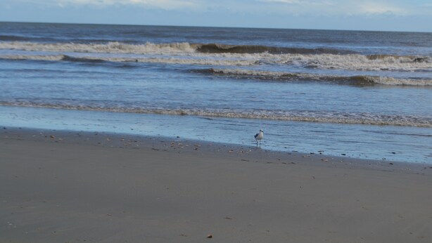 A beach with waves and a seagull on the sand. - Easy Breezy 2 Bd, 1st Floor, 4 Min to Beach (Isle of Palms)