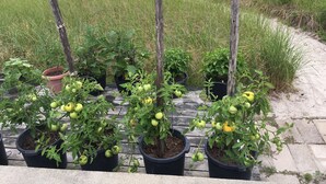 Plantas en macetas con hojas verdes y frutos amarillos, posiblemente tomates, dispuestas sobre una terraza de madera con un campo de hierba al fondo.