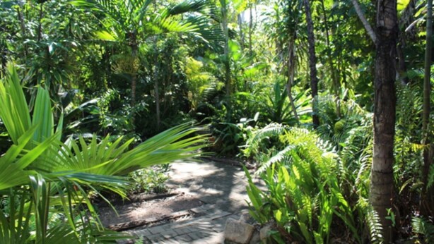 A lush garden with a paved path surrounded by dense tropical foliage.
