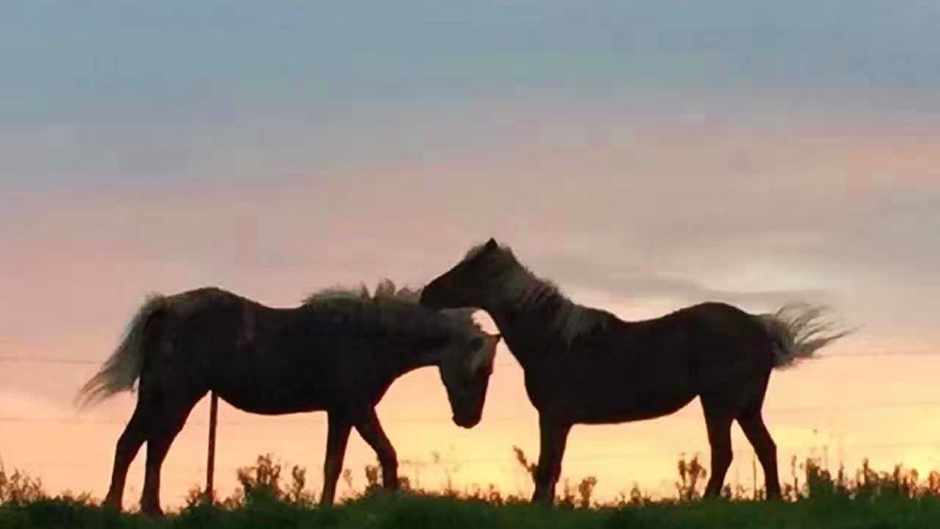 Two horses facing each other in a field with a sunset in the background.
