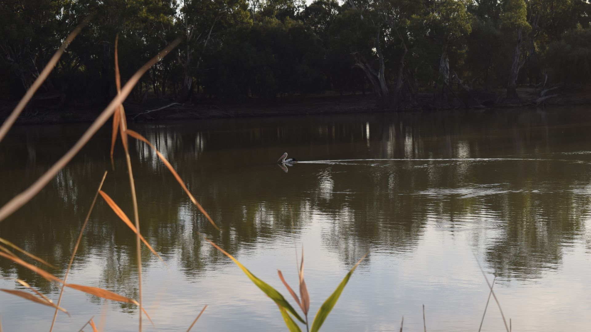 Loxton River Escape - Holiday home on the river — image 22