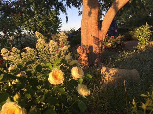 Wallaroo Wines homestead in the vines
