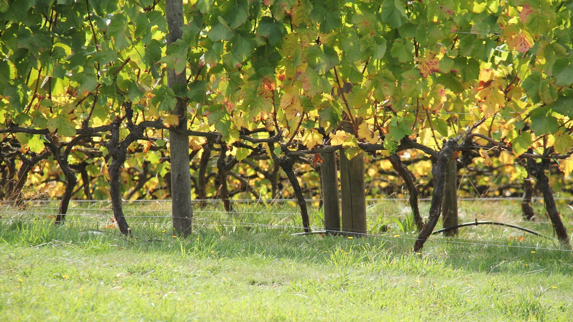 Tamar Valley Vineyard Retreat — image 19