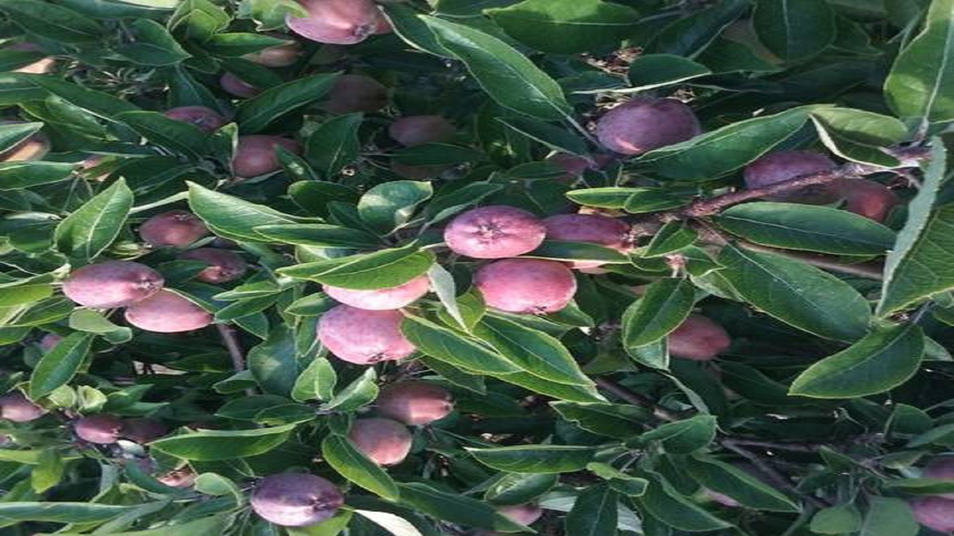 Tamar Valley Vineyard Retreat — image 20