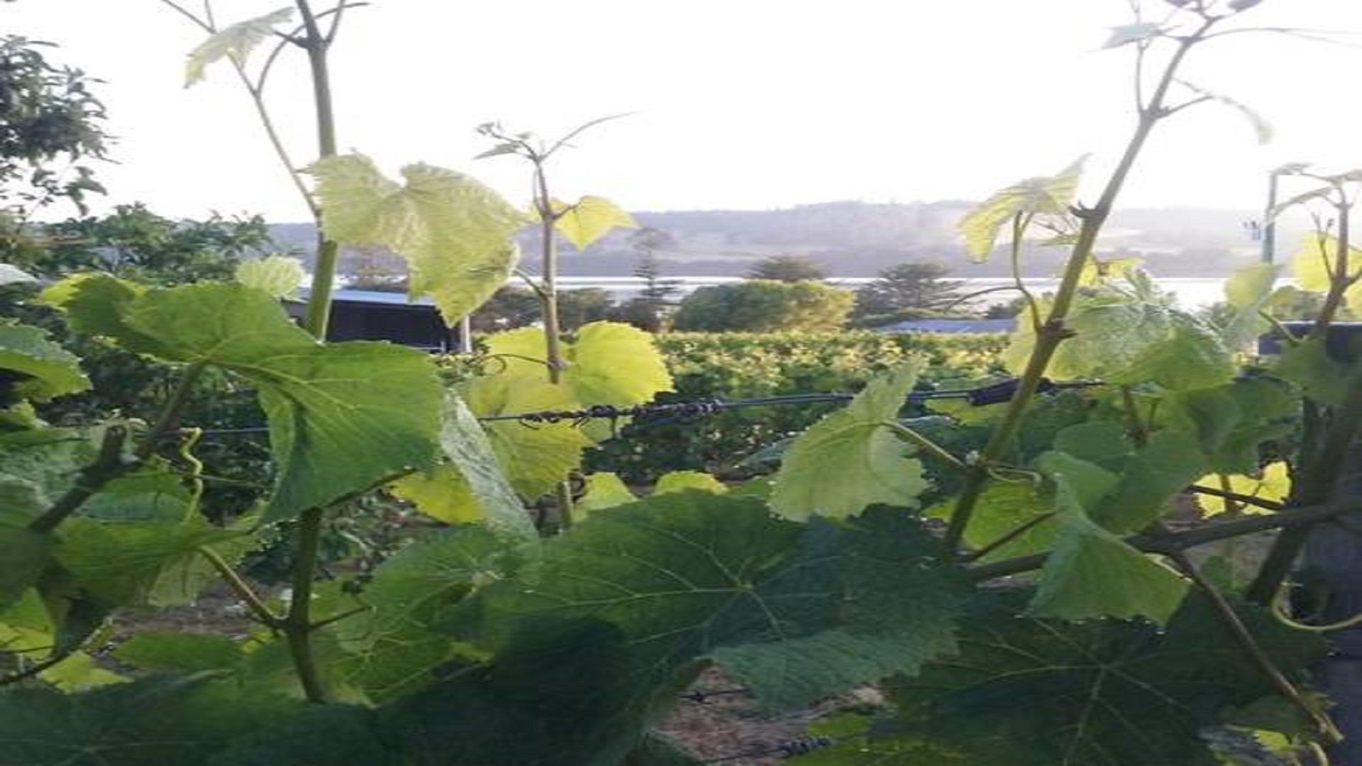Tamar Valley Vineyard Retreat — image 21