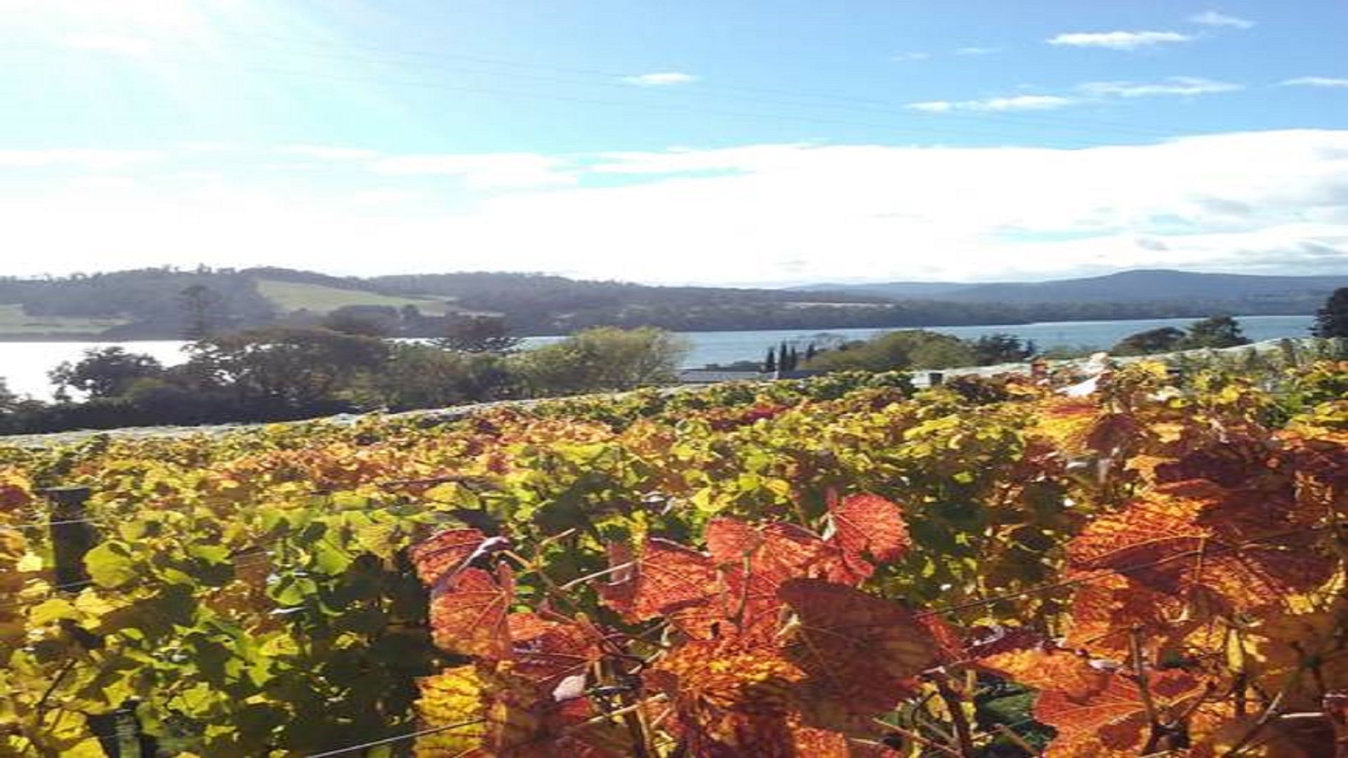Tamar Valley Vineyard Retreat — image 23
