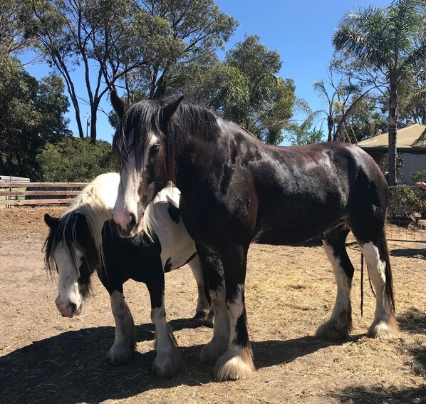 Two horses standing in a fenced area with trees and a building in the background. - Al-Pac-Em Inn - Farm Stay (Kingscote)