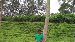 A person in a green shirt standing in a tea plantation with rows of tea bushes and trees in the background.