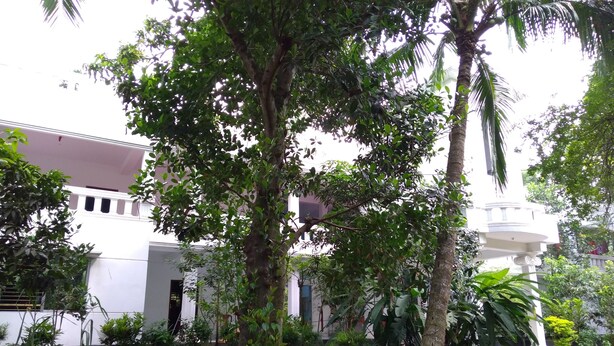 A building with a white facade, surrounded by trees and greenery.