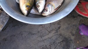 A metal bowl containing several fish on a concrete surface.